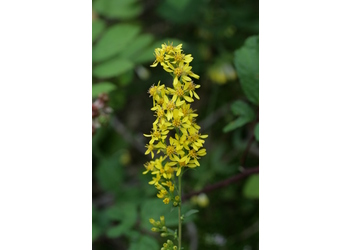 Gewöhnliche Goldrute (Solidago virgaurea) - © Emanuel Trummer
